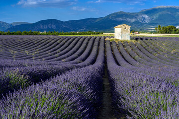 Obraz premium Lavender field region in Valensole