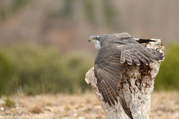 azor en el bosque buscando presas