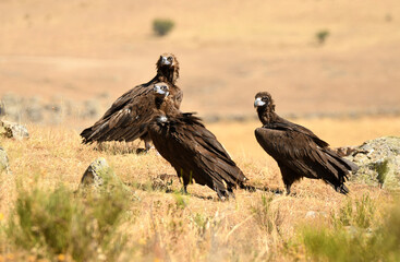 Fototapeta premium buitre negro en la campiña buscando comida