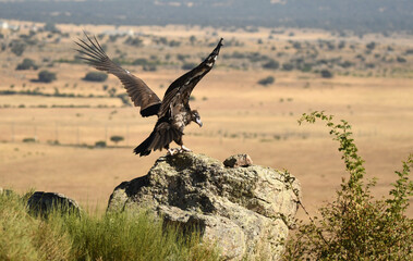 buitre negro en la campiña buscando comida