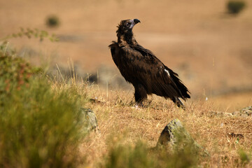 buitre negro en la campi&ntilde;a buscando comida