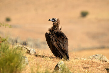 buitre negro en la campiña buscando comida