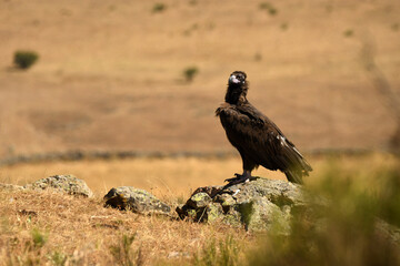 Obraz premium buitre negro en la campiña buscando comida