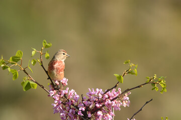 pardilo en la naturaleza en verano