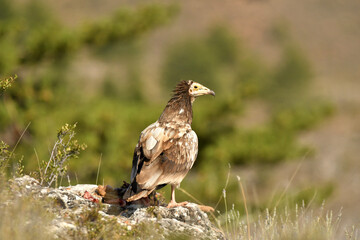 alimoche en el campo buscando carro&ntilde;a