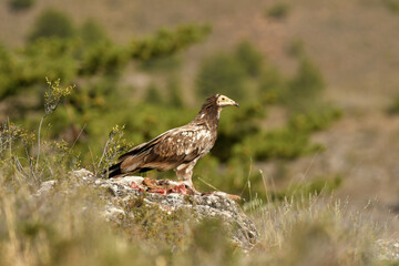 alimoche en el campo buscando carroña