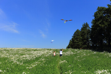 Fototapeta premium Two children in a chamomile field fly a kite in the sky. Children playing on the field against the blue sky in summer