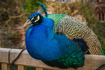 Fototapeta premium close up of peacock
