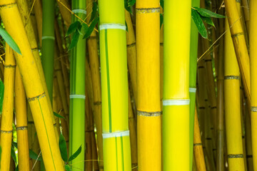 Large bamboo stems close up, variegated stems.