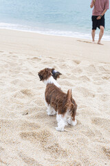 dog shih tzu sitting on the beach sand