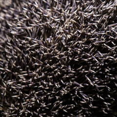 Natural patern of  common hedgehog's needles