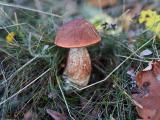 Jesienne grzybobranie.