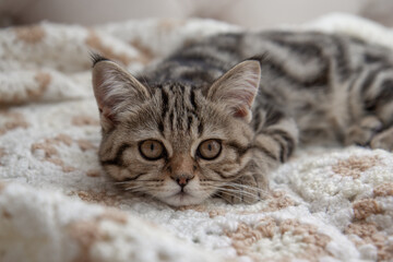 Obraz na płótnie Canvas shorthair cat