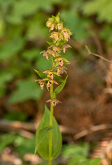 Broad Leaved Helleborine (Epipactis helleborine) in natural habitat