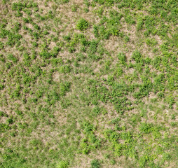 Green grass field plants and weeds top view, simple natural background texture, grassy ground surface shot from above, nobody, no people. High resolution quality grass texture, nobody, no people