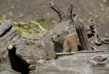 Prairie dog in the meadow