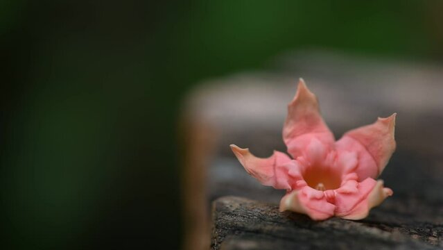 Wrightia dubia (Sims) Spreng. flower on nature background.