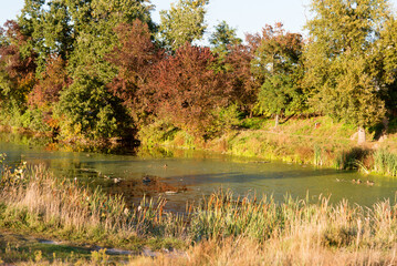 Beautiful autumn landscape with yellow trees and sun. Colorful foliage in the park. Falling leaves natural background	