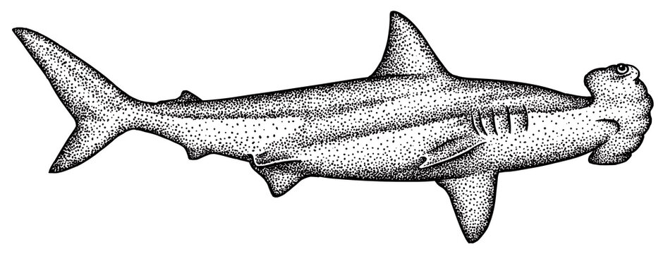 Vintage engrave isolated saw fish illustration killer whale ink sketch. Wild hammer shark background line dolphin art