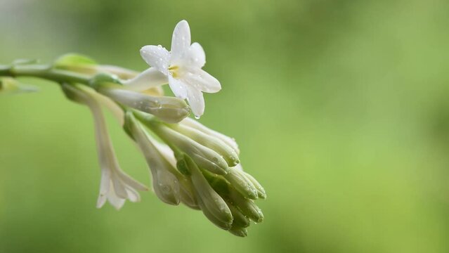 White Tuberose flowers on nature background.