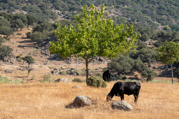 Fototapeta premium A herd of cows of the black Iberian Avilanian or Avila breed in the Extremadura dehesa.