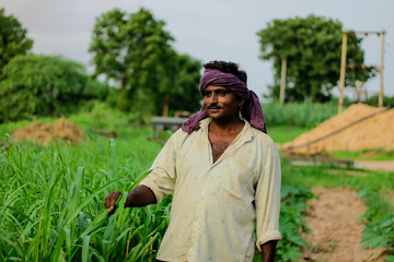 Indian farmer holding crop plant in his sorghum,