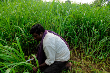 Naklejka na ściany i meble Asian farmer cutting millet field with sickle close up view,indian farmer working in farm cutting field with selective focus