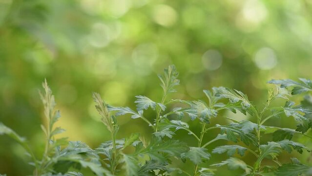 Mugwort or artemisia annua on nature background.
