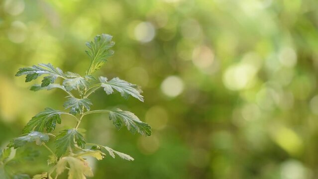 Mugwort or artemisia annua on nature background.