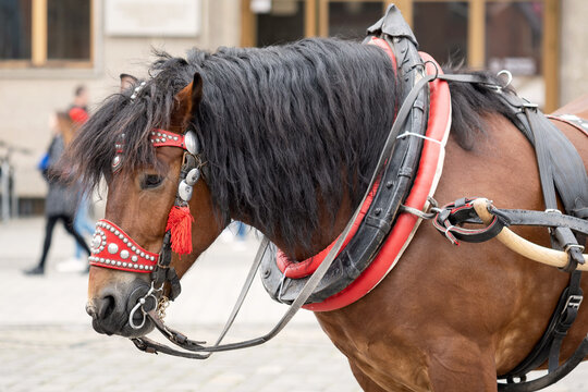 Wroclaw, Poland, Carriage Horse On The Street Shaking Its Head Closeup Detail, Slow Motion. Transport Animals And Tourism, Transportation, Local Attraction