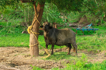 Indian buffalo looking camera side view, indian black water buffalo or domestic Asian water buffalo looking in camera