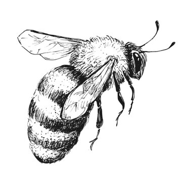Honey bee flying sketch on white background. Vintage drawing, outline vector etching.