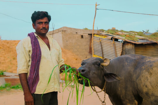 Young Indian Farmer With His Buffalo At Dairy Farm ,Indian Man Is Eating Grass To Buffalo,