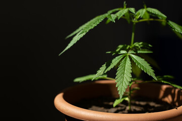 Close-up of fresh cannabis plant growing in pot