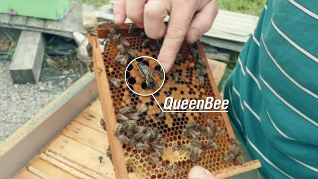 Beekeeper points to queen bee on honeycomb frame full of honey and bees