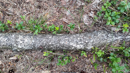 old tree in the forest with young green leaves 