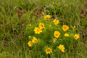 Obraz premium Spring pheasant's eye flower in natural habitat