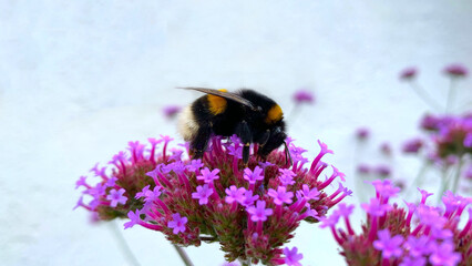 Dusky bumblebee (Bombus terrestris) on purple flower of Patagonian Vervain (Verbena bonariensis) against white background, Biodiversity, Insects, Bumblebee, Habitat
