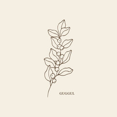 Hand drawn guggul plant illustration