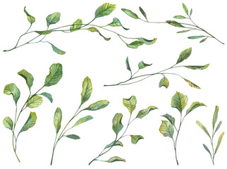 Set of detailed hand painted watercolor green botany. Juicy green leaves on white background in high quality