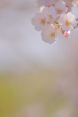 美しきソメイヨシノ