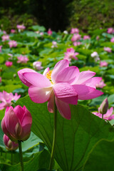 Fototapeta premium 大賀蓮