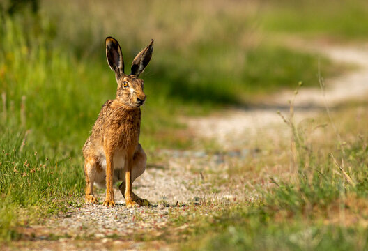 European Hare sitting on dirty road