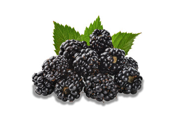 Bunch of blackberries isolated on white background low angle studio shot
