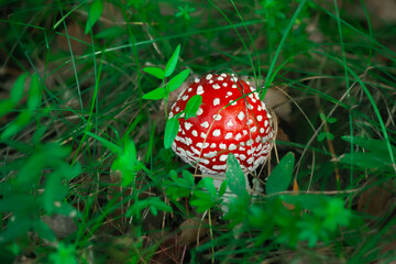 Toadstool toxic fungi.Poisonous mushroom in the forest with copy space. Amanita muscaria or fly...