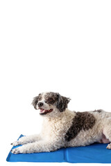 Cute mixed breed dog lying on cool mat looking up on white background isolated