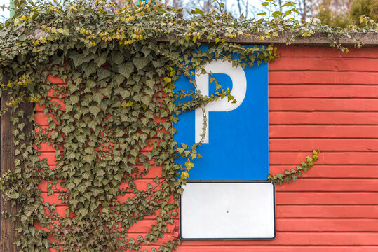 Blue parking information sign on red wooden fence covered with ivy natural leaves