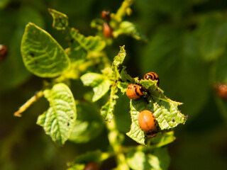 close-up of the Colorado potato beetle and larvae on green potato leaves. pest control