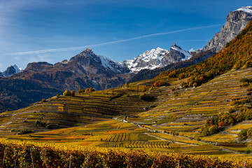 Swiss vineyards in alps valley