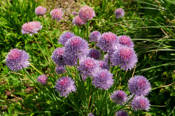 Allium schoenoprasum